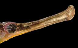 Greater pipefish