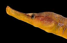 Snake pipefish