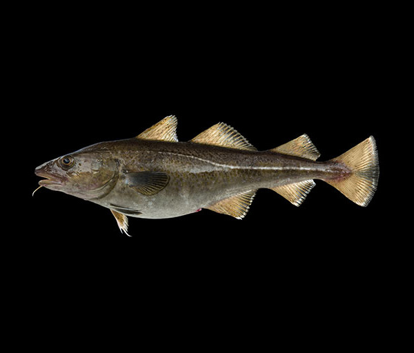 Atlantic Cod « Scaled Up