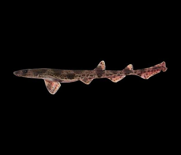 Smallspottet Catshark « Scaled Up